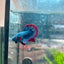 Betta Male Plakat Red Mascot 058
