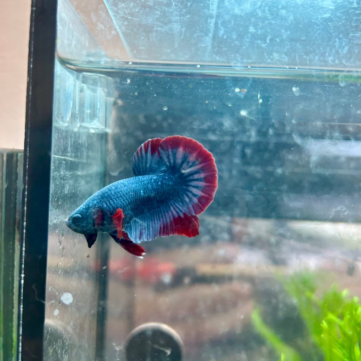Betta Male Plakat Red Mascot 058