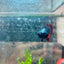 Betta Male Plakat Red Mascot 058