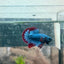 Betta Male Plakat Red Mascot 058