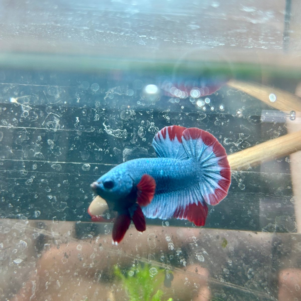 Betta Male Plakat Red Mascot 058