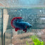 Betta Male Plakat Red Mascot 058