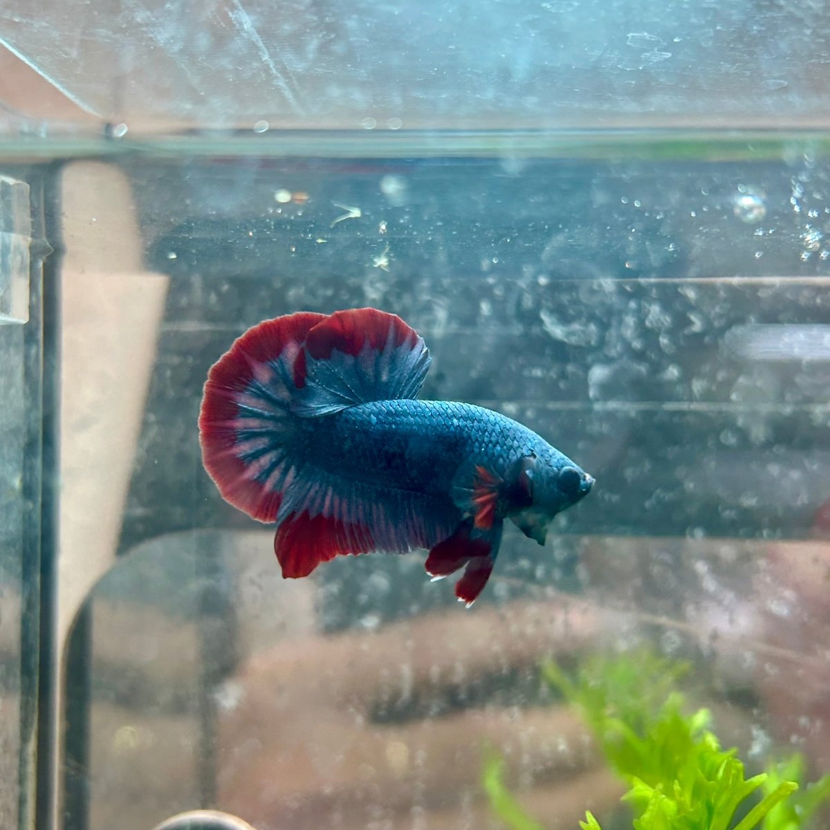 Betta Male Plakat Red Mascot 058