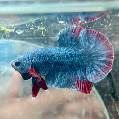 Betta Male Plakat Red Mascot 058