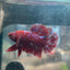 Betta Male Plakat Red Purple Galaxy 123