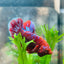 Betta Male Plakat Red Purple Galaxy 123