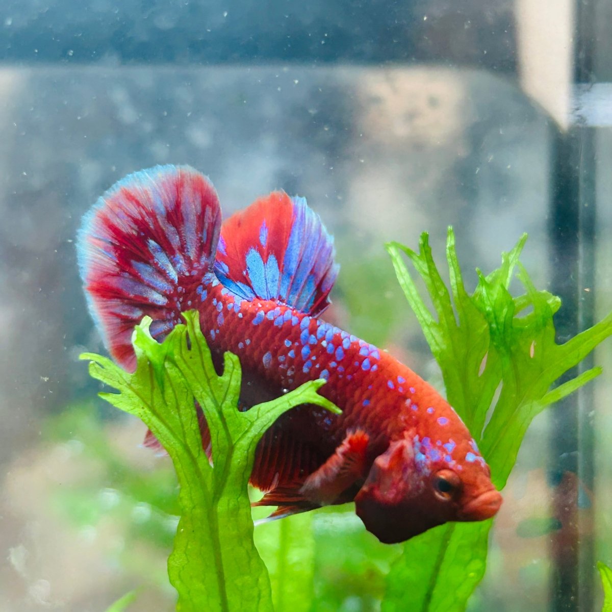 Betta Male Plakat Red Purple Galaxy 123