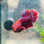 Betta Male Plakat Red Purple Galaxy 123