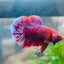 Betta Male Plakat Red Purple Galaxy 123