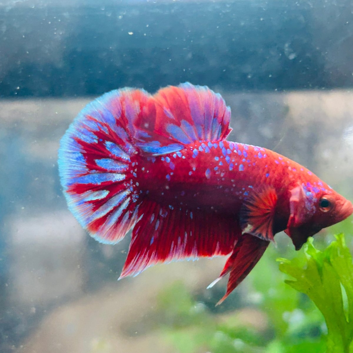 Betta Male Plakat Red Purple Galaxy 123