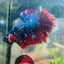 Betta Male Plakat Red Purple Galaxy 166