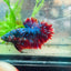 Betta Male Plakat Red Purple Galaxy 166