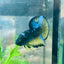 Betta Male Plakat Yellow Avarta 108