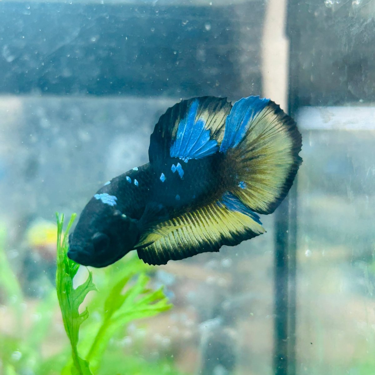 Betta Male Plakat Yellow Avarta 108