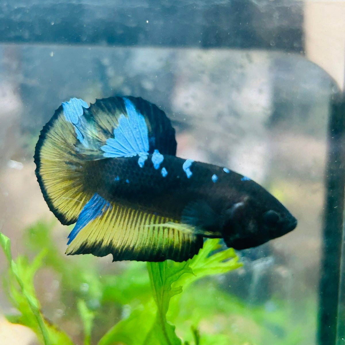Betta Male Plakat Yellow Avarta 108