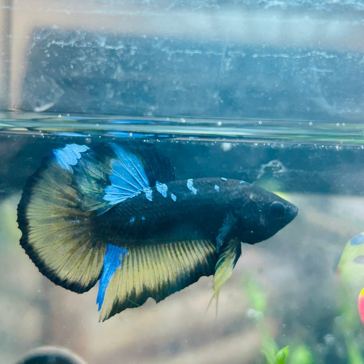 Betta Male Plakat Yellow Avarta 108