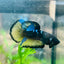 Betta Male Plakat Yellow Avarta 108