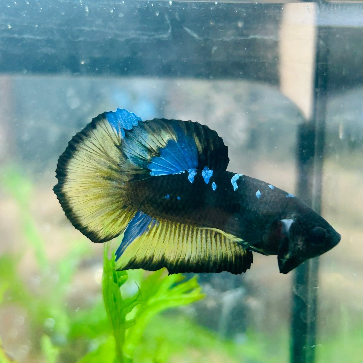 Betta Male Plakat Yellow Avarta 108