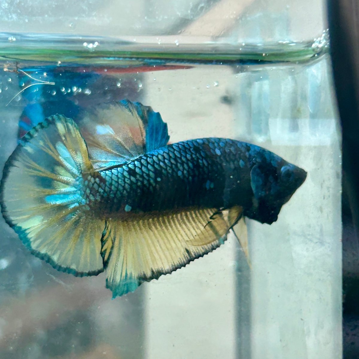 Betta Male Plakat Yellow Copper Avarta 142