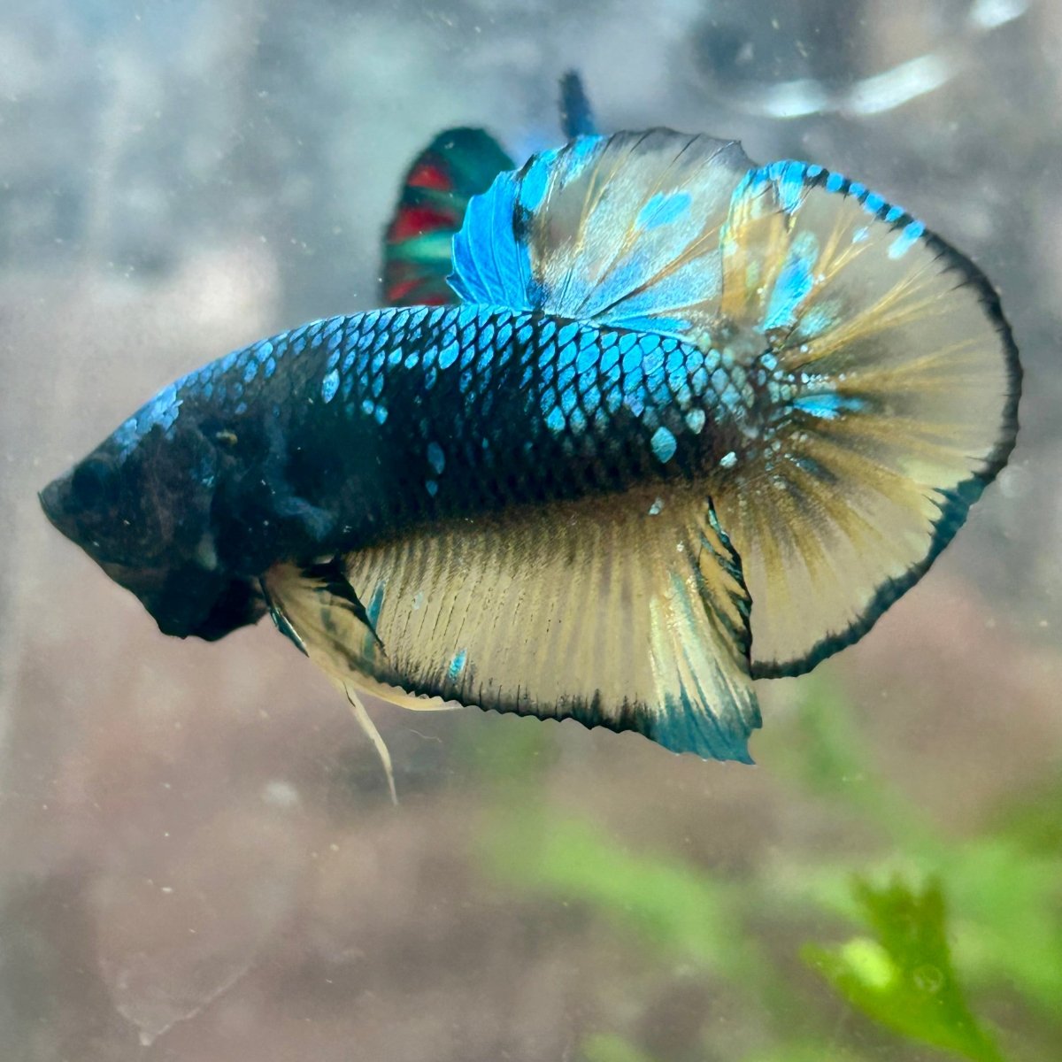 Betta Male Plakat Yellow Copper Avarta 142