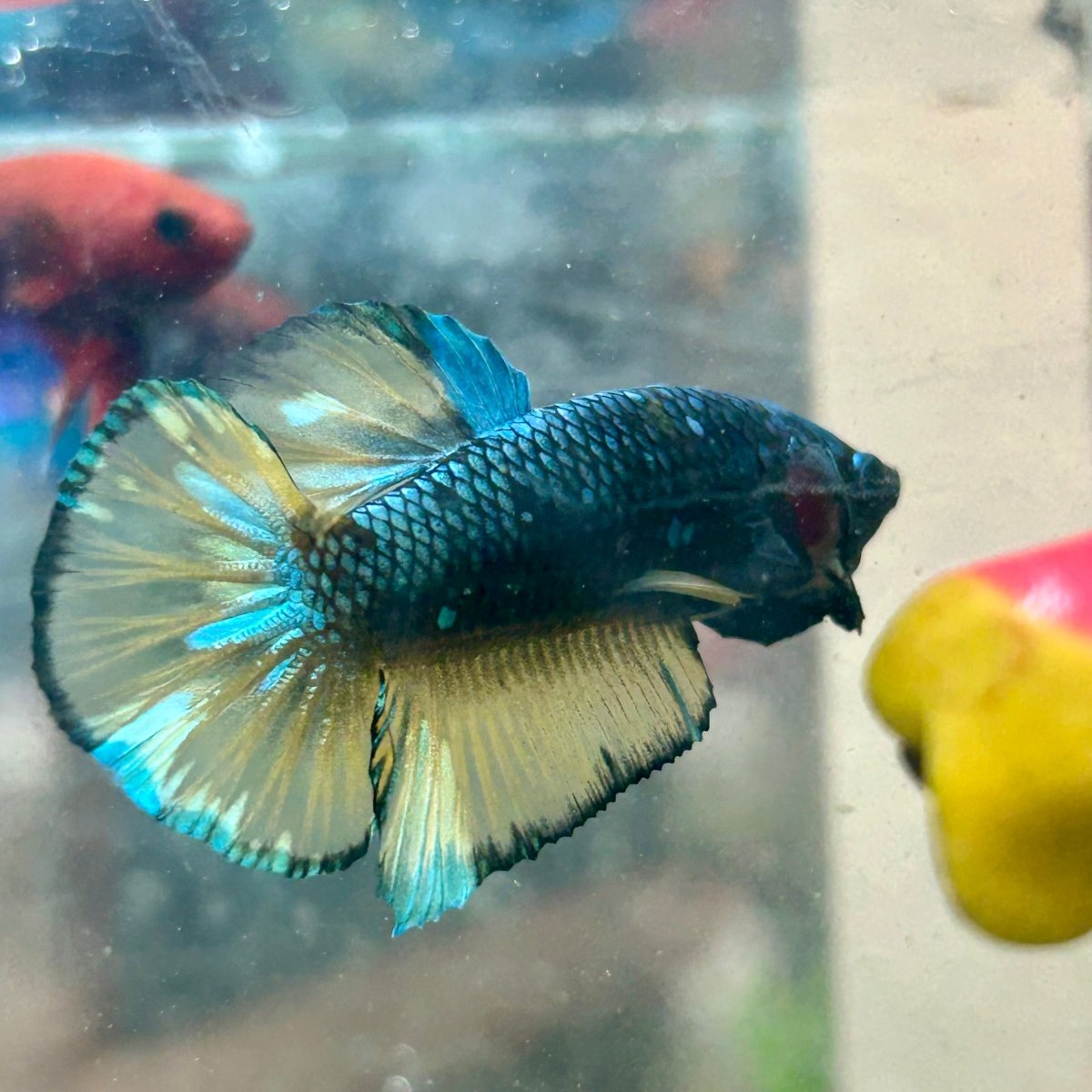 Betta Male Plakat Yellow Copper Avarta 142