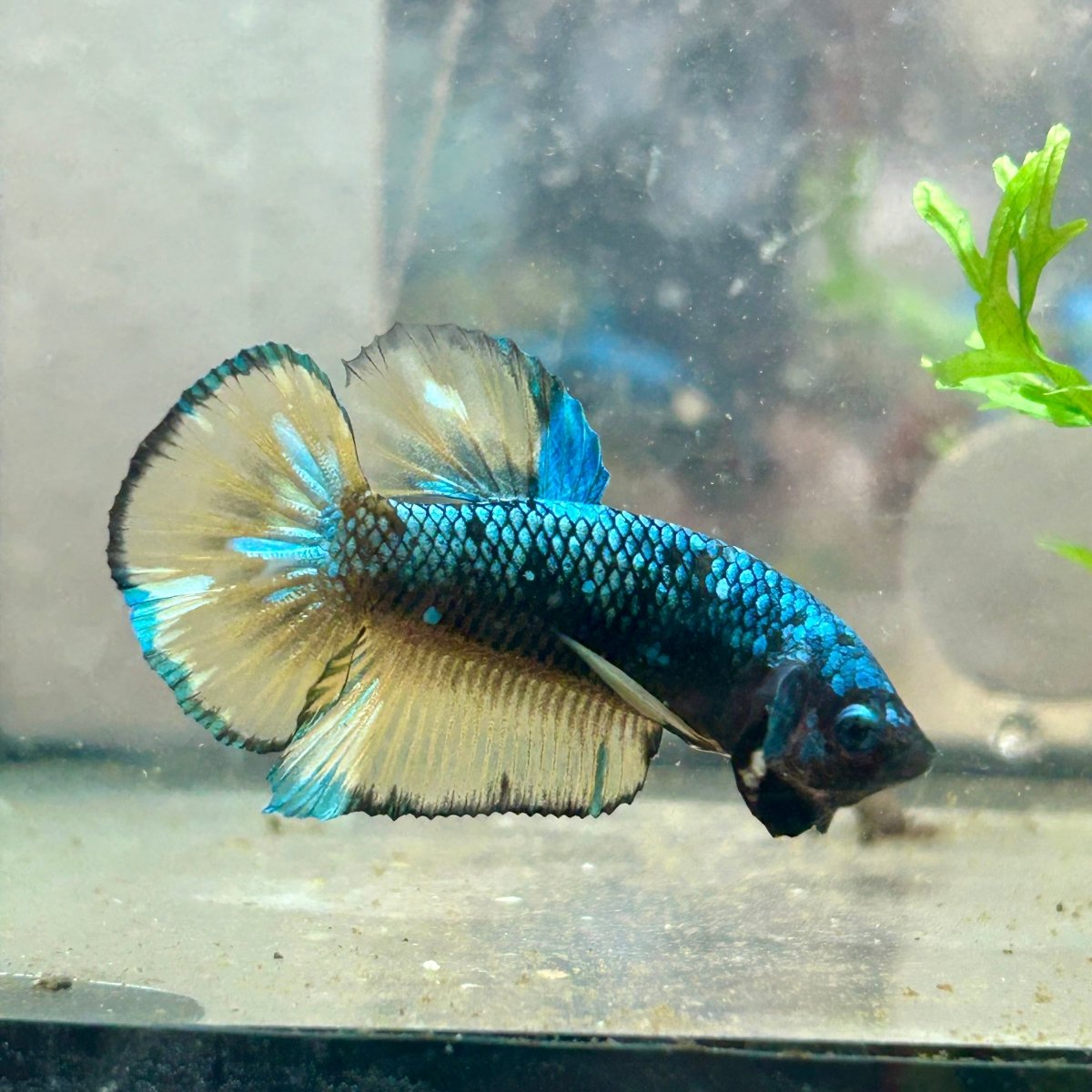 Betta Male Plakat Yellow Copper Avatar #142
