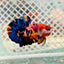 Betta Male Plakat Yellow Nemo Multicolor N137 Live Betta Fish Male betta