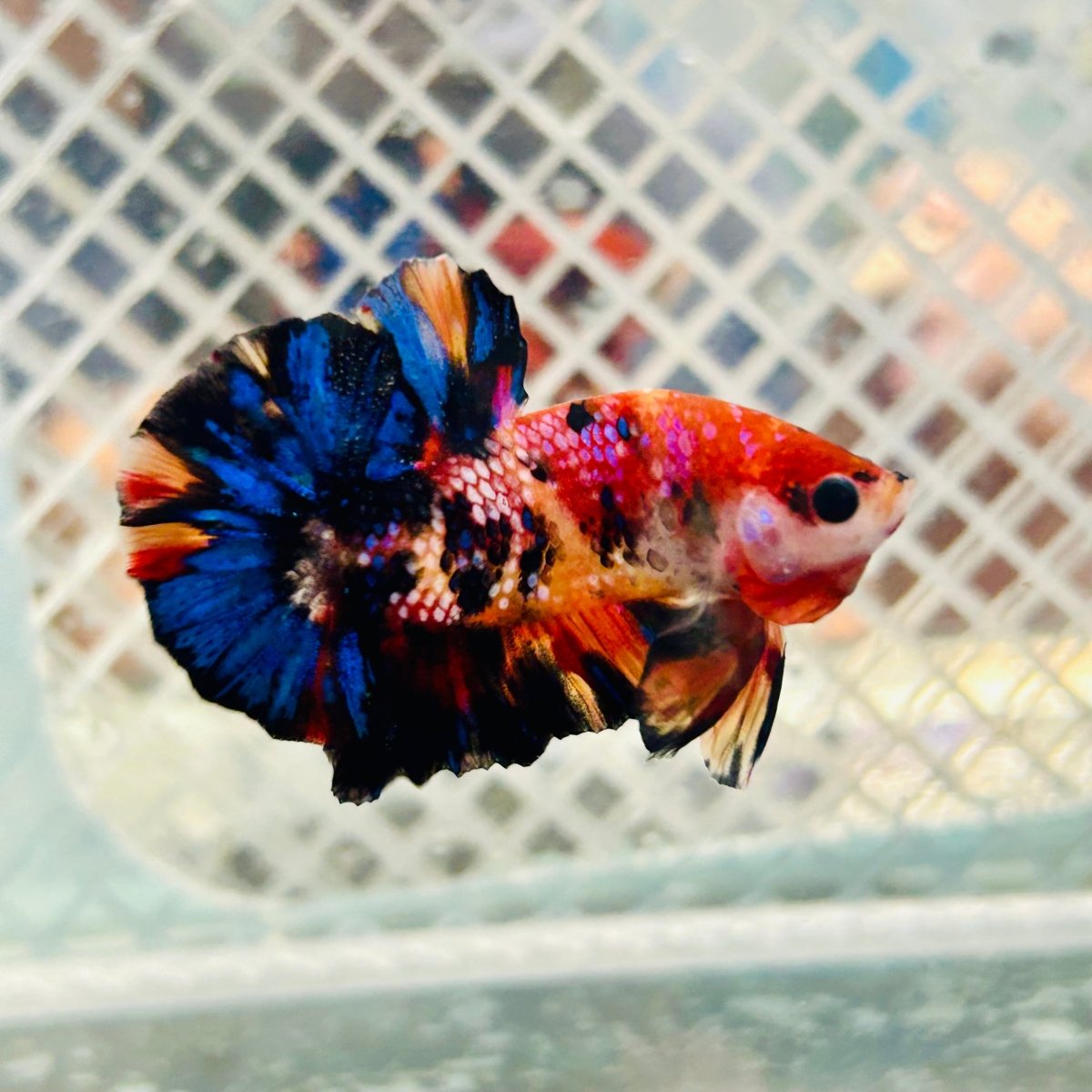 Betta Male Plakat Yellow Nemo Multicolor N137 Live Betta Fish Male betta