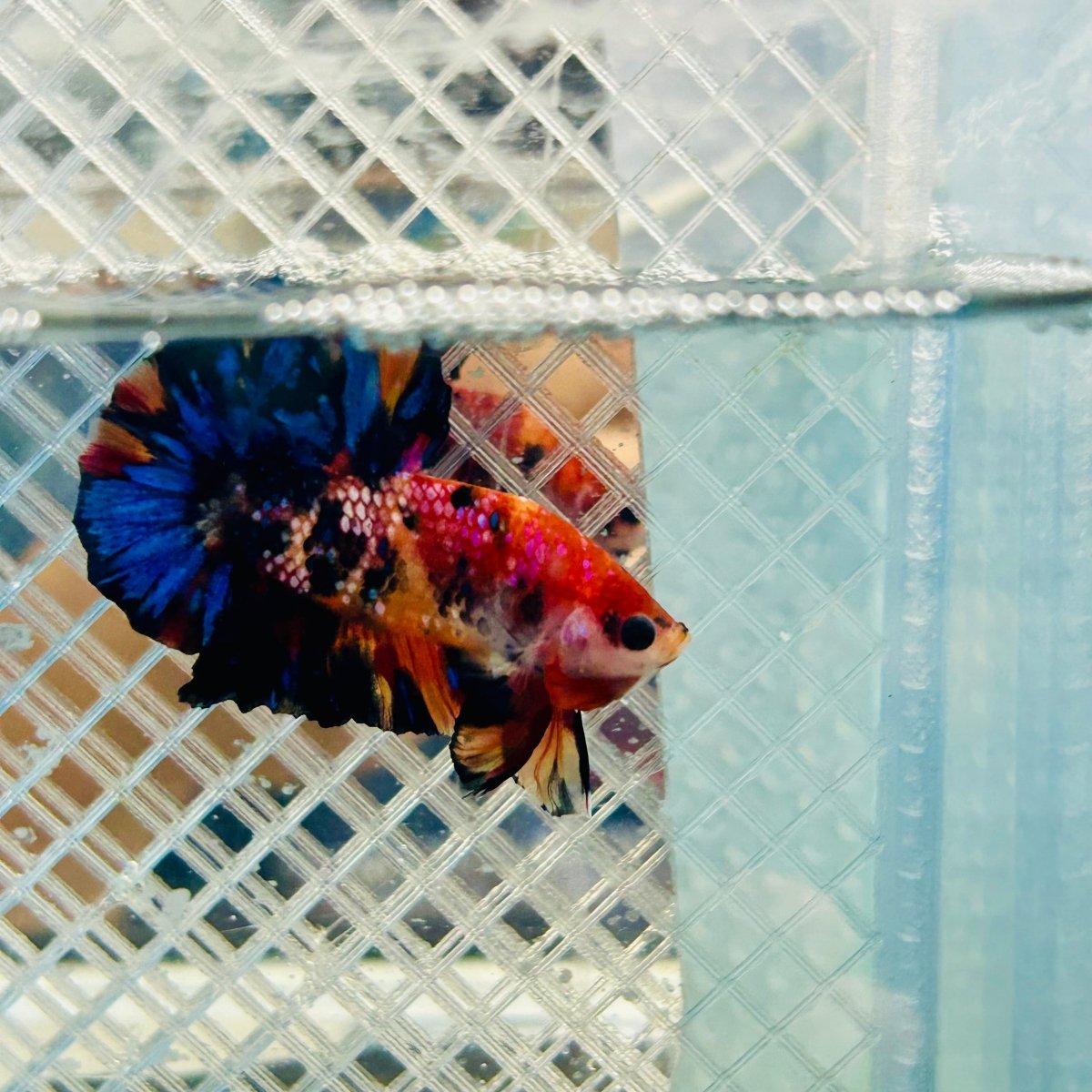 Betta Male Plakat Yellow Nemo Multicolor N137 Live Betta Fish Male betta