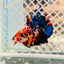 Betta Male Plakat Yellow Nemo Multicolor N137 Live Betta Fish Male betta