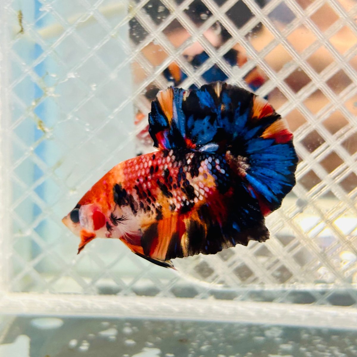 Betta Male Plakat Yellow Nemo Multicolor N137 Live Betta Fish Male betta