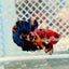 Betta Male Plakat Yellow Nemo Multicolor N137 Live Betta Fish Male betta