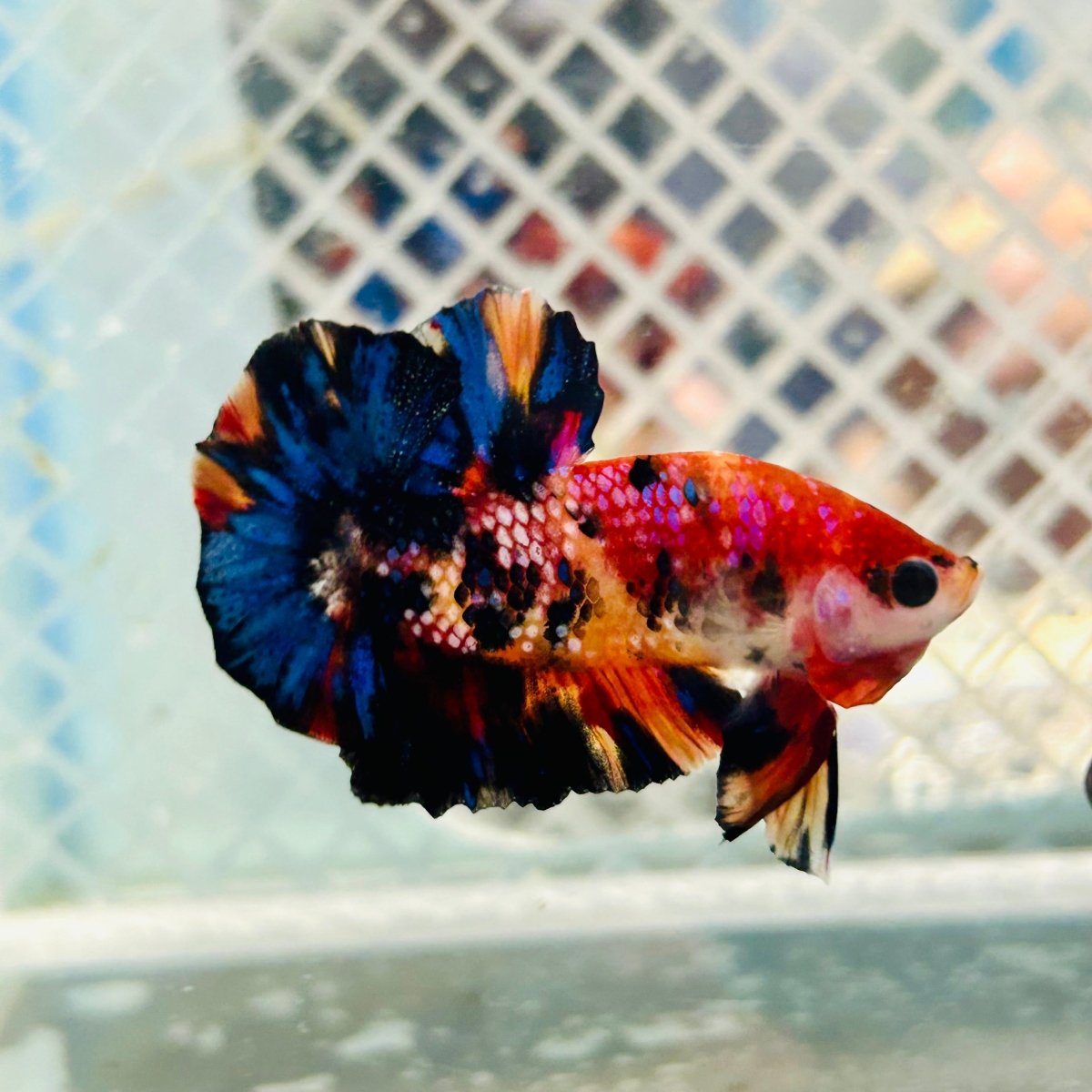 Betta Male Plakat Yellow Nemo Multicolor N137 Live Betta Fish Male betta