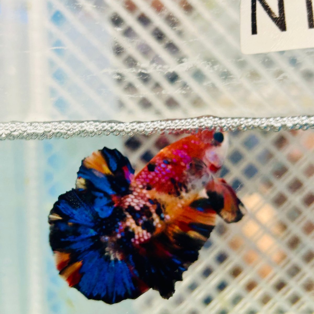 Betta Male Plakat Yellow Nemo Multicolor N137 Live Betta Fish Male betta