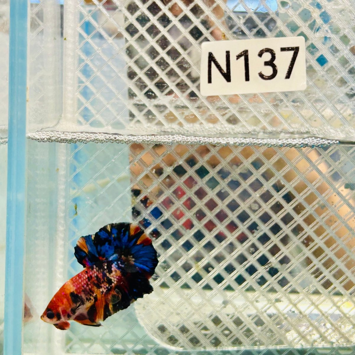 Betta Male Plakat Yellow Nemo Multicolor N137 Live Betta Fish Male betta