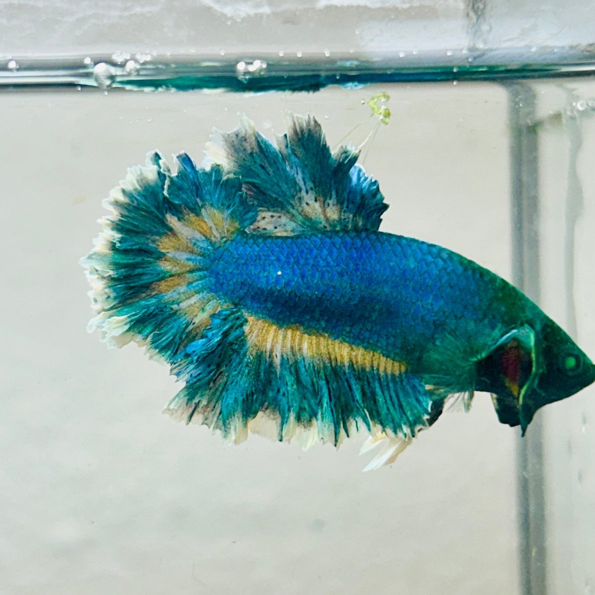 Betta Male Rosetail Blue Gas Neon 007