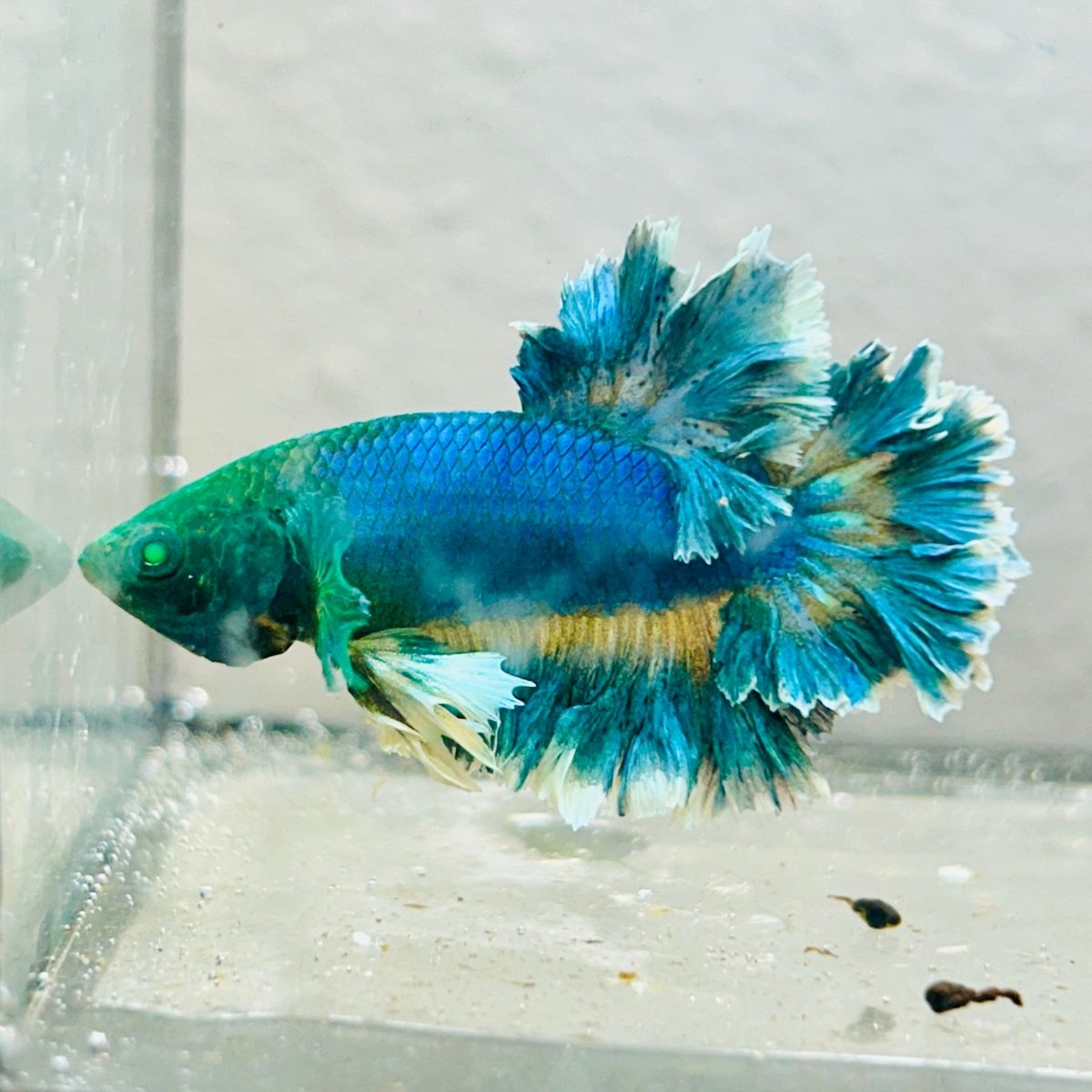Betta Male Rosetail Blue Gas Neon 007