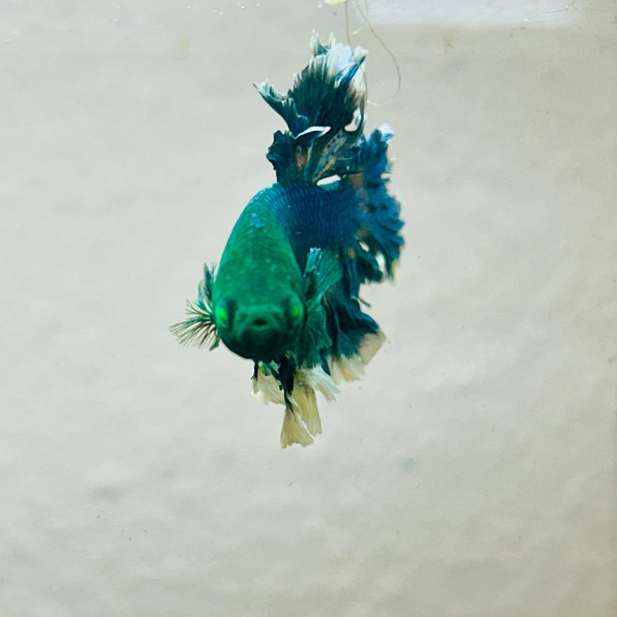 Betta Male Rosetail Blue Gas Neon 007