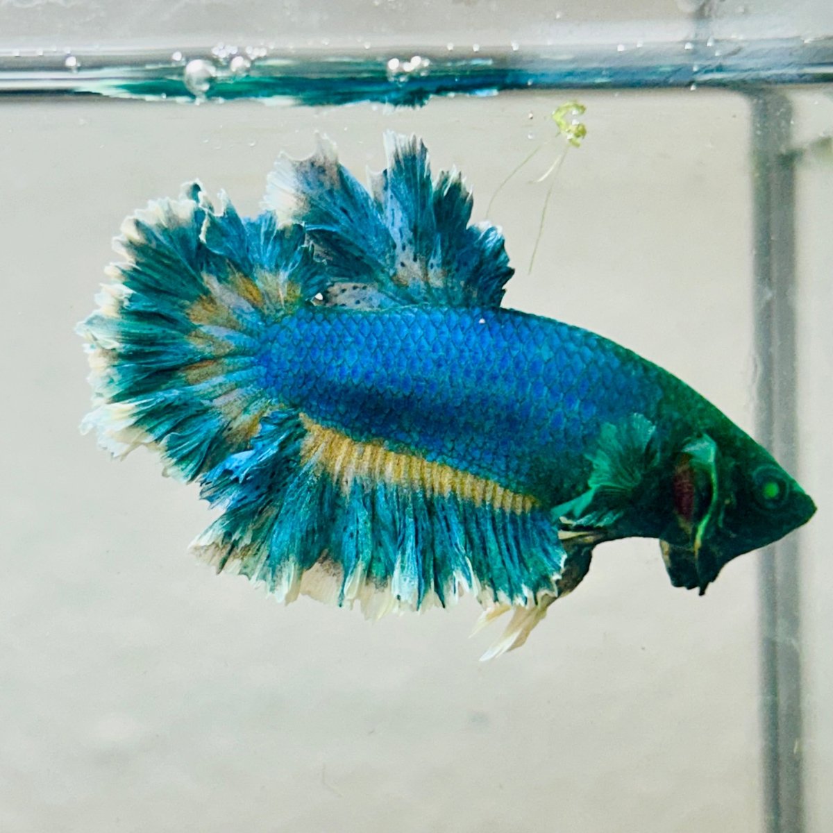 Betta Male Rosetail Blue Gas Neon 007