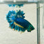 Betta Male Rosetail Blue Gas Neon 007