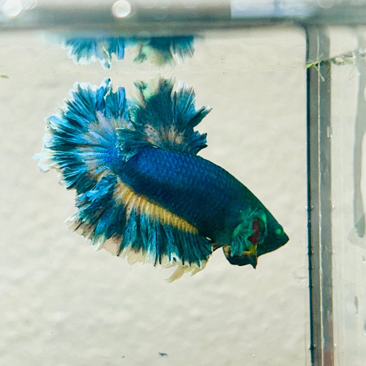 Betta Male Rosetail Blue Gas Neon 007