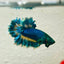 Betta Male Rosetail Blue Gas Neon 007
