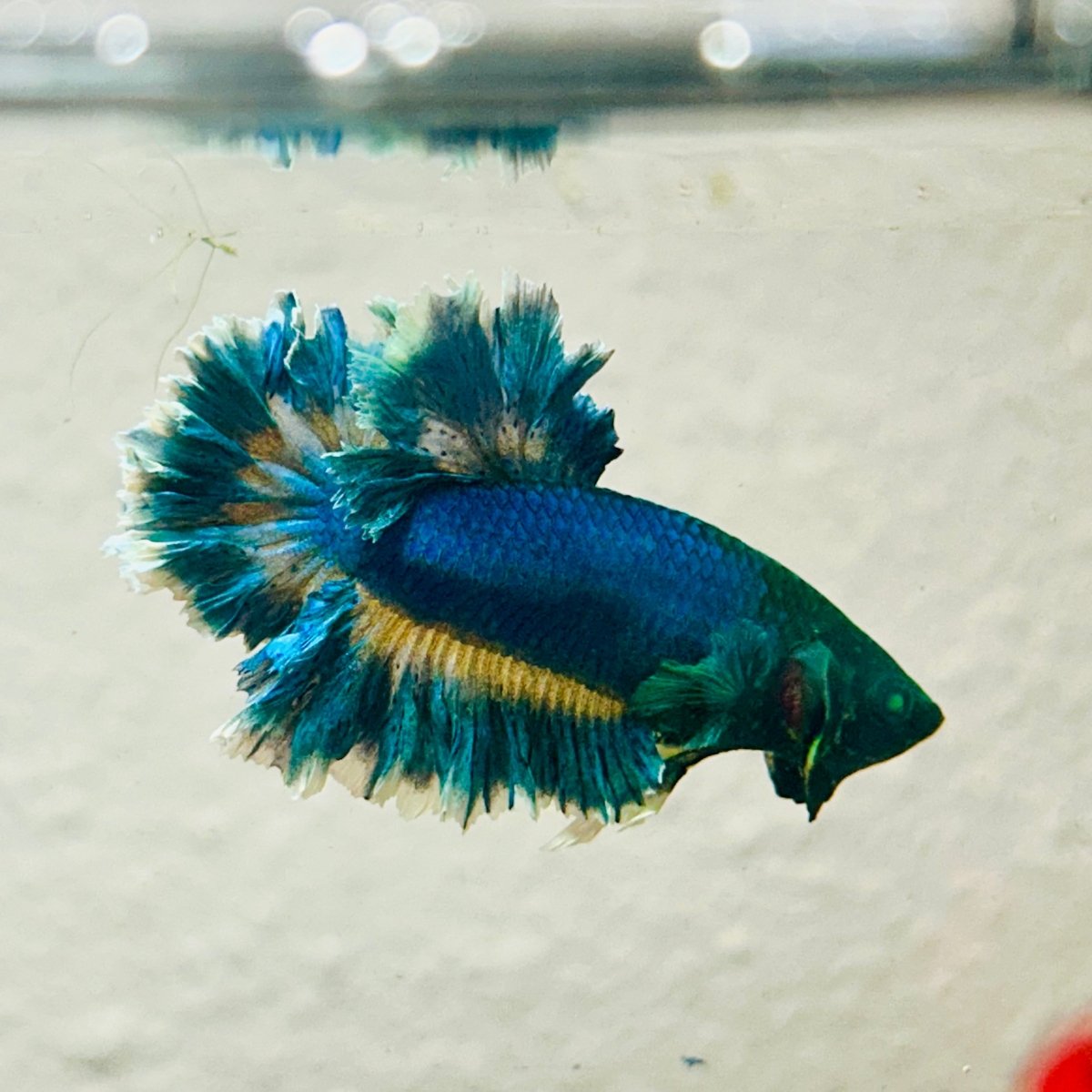 Betta Male Rosetail Blue Gas Neon 007