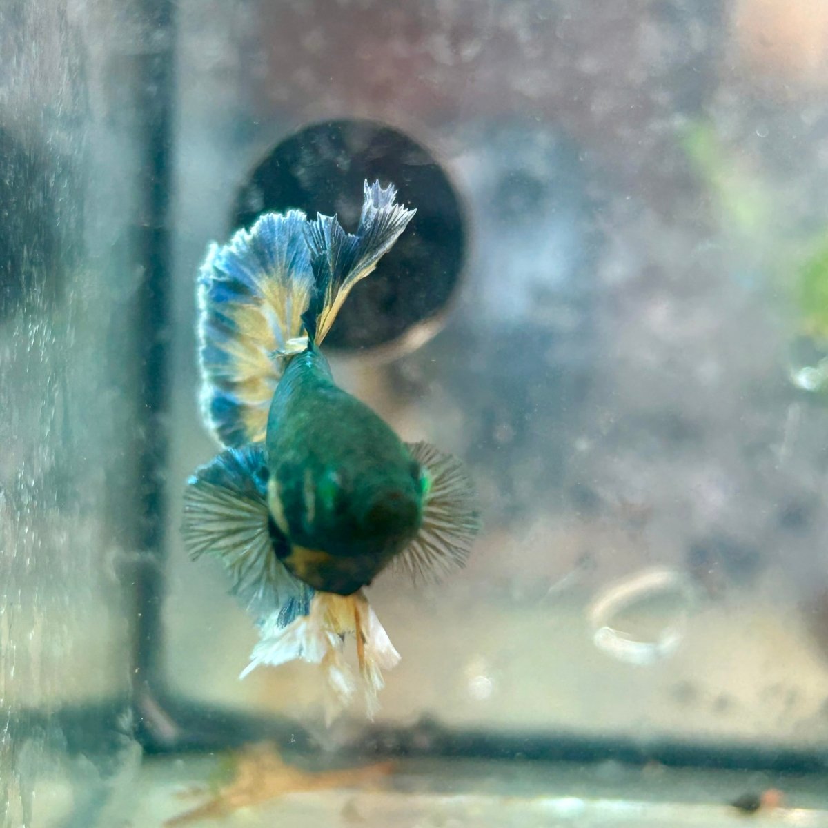 Betta Male Rosetail Plakat Mustard Blue Neon 109