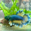 Betta Male Rosetail Plakat Mustard Blue Neon 109