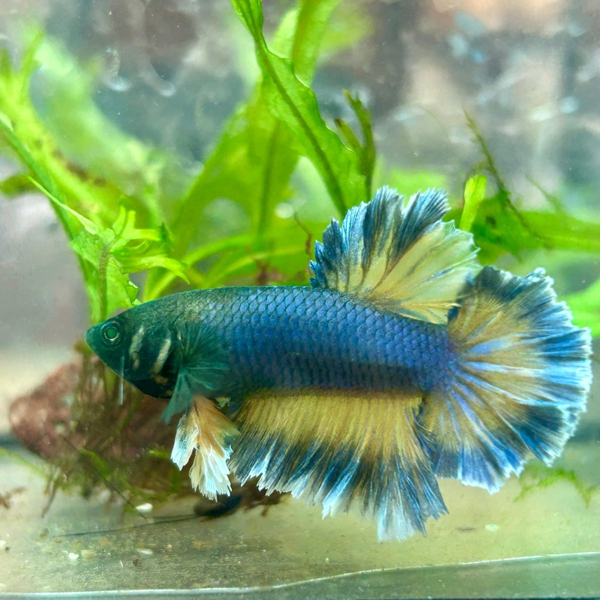 Betta Male Rosetail Plakat Mustard Blue Neon 109
