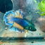 Betta Male Rosetail Plakat Mustard Blue Neon 109