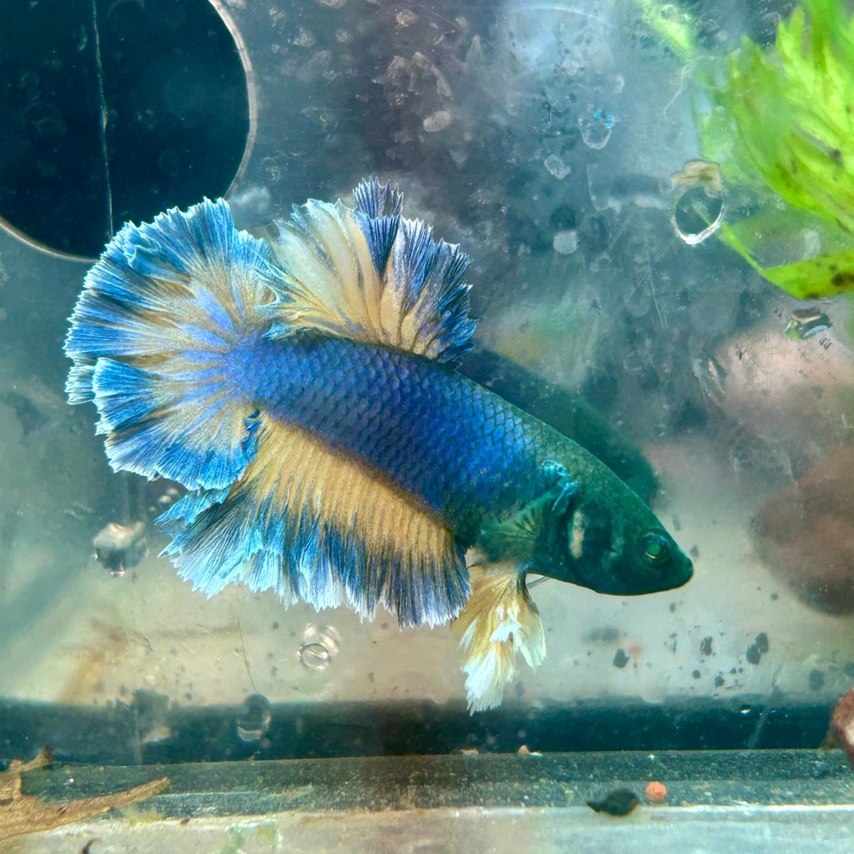 Betta Male Rosetail Plakat Mustard Blue Neon 109