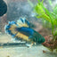 Betta Male Rosetail Plakat Mustard Blue Neon 109