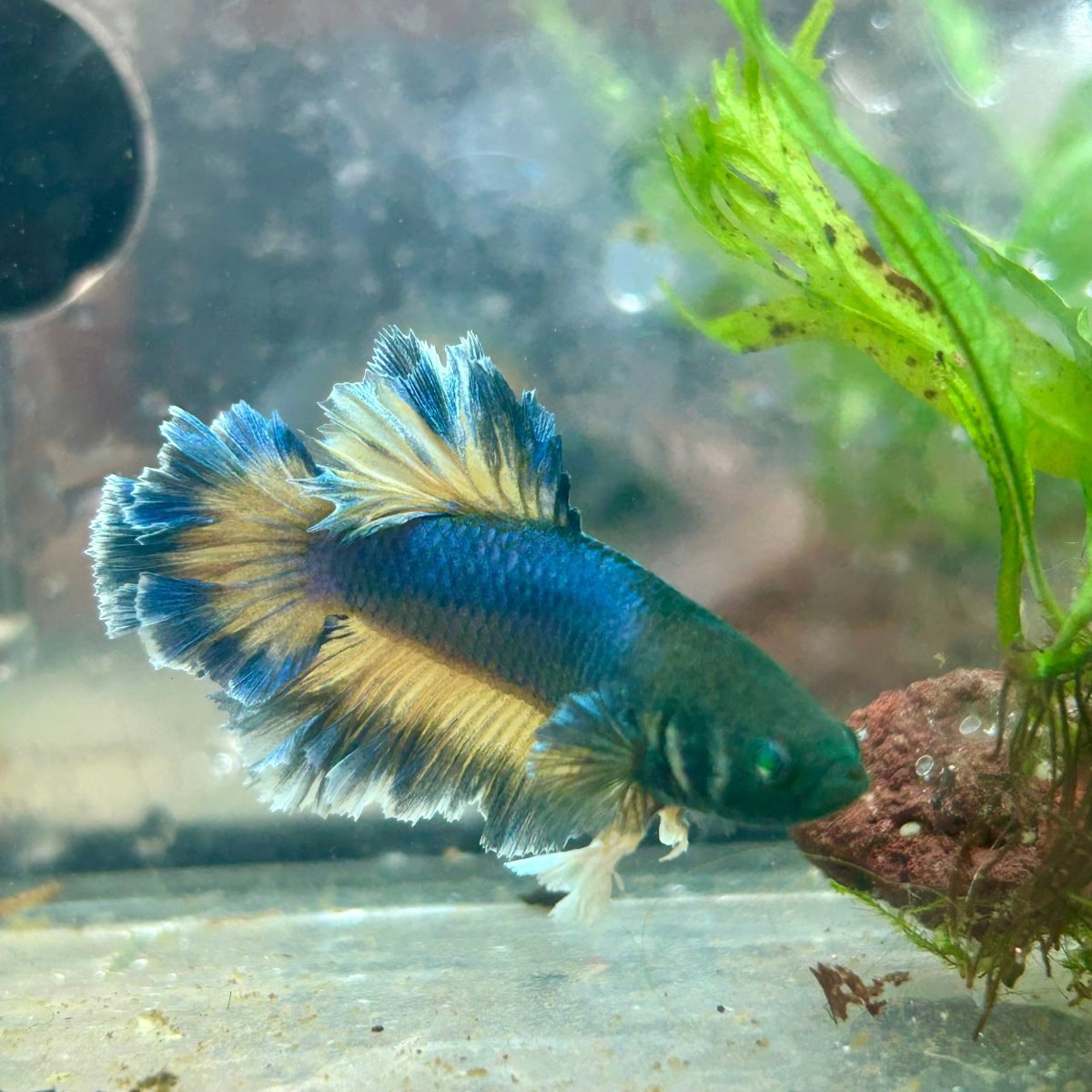 Betta Male Rosetail Plakat Mustard Blue Neon 109